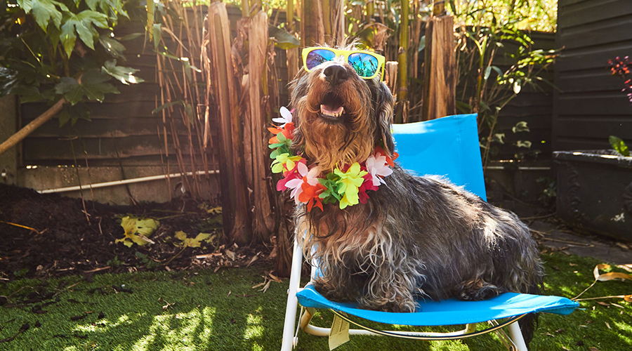 A wire-haired dachshund dog basks in the sun while sitting in a camp chair in the outdoors. It is wearing sunglasses and a Hawaiian lei.